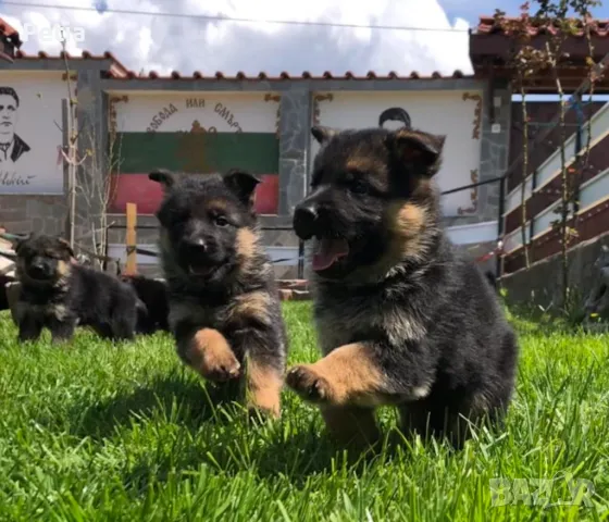 Немски овчари 