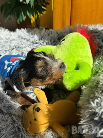 Йоркширски териер бийвър , снимка 3 - Йоркширски териер - 53753628