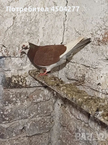 Свободни гълъби, снимка 8 - Гълъби - 50677179