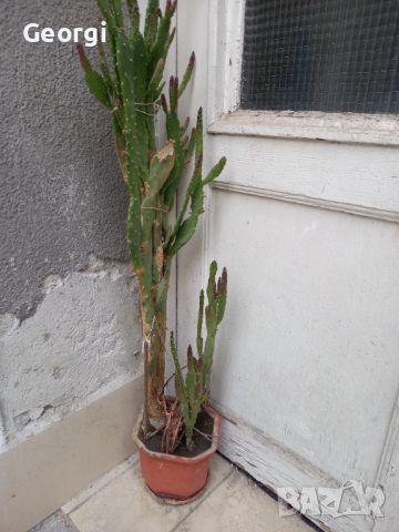 Кактус в саксия висок около 1.50, снимка 1 - Стайни растения - 45637603