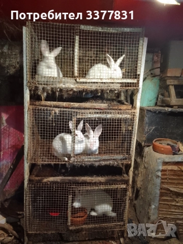 осем заека+клетки