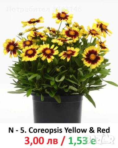 ГРАДИНСКИ Многогодишни Цветя..., снимка 6 - Градински цветя и растения - 51078747