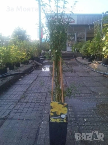 Жасмин 4 цвята, снимка 15 - Градински цветя и растения - 54019997