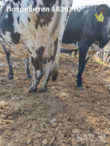 Крава, снимка 2 - Крави - 51640264