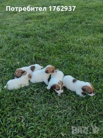 Джак Ръсел Териер , снимка 4 - Джак ръсел териер - 49604367