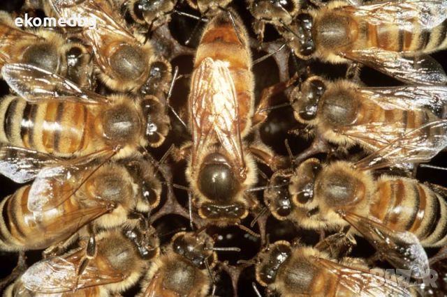 Презимували пчелни отводки ДБ доставка София, снимка 3 - За пчели - 45218243
