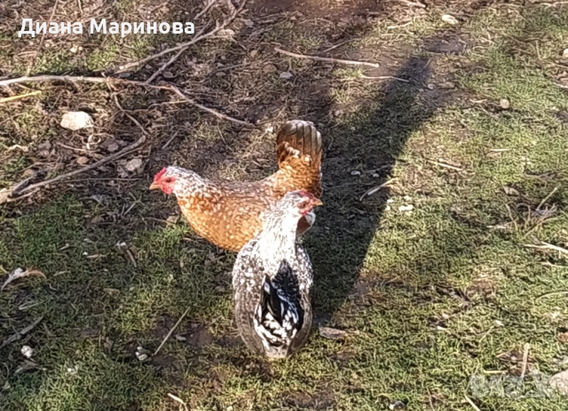 Продавам чифт японски ярки и петлета