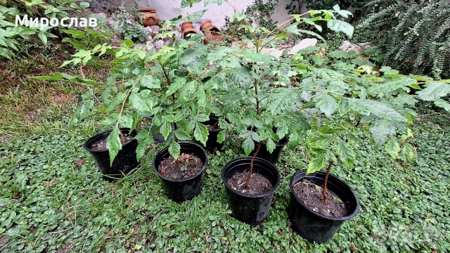 Продавам декоративно растение Китайски мехурник (Koelreuteria paniculata), снимка 1