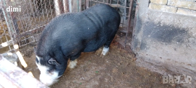 ВИЕТНАМСКО МЪЖКО ПРАСЕ  , снимка 2 - Прасета - 53474669