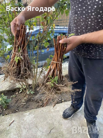 Продавам качествен  разсад ягоди и малини , снимка 10 - Разсади - 53751600