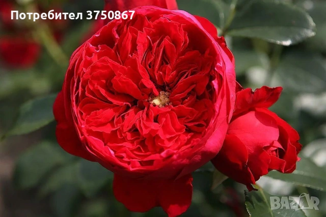 🌹 РОЗА 🌹 Florentina®, снимка 3 - Градински цветя и растения - 54130326