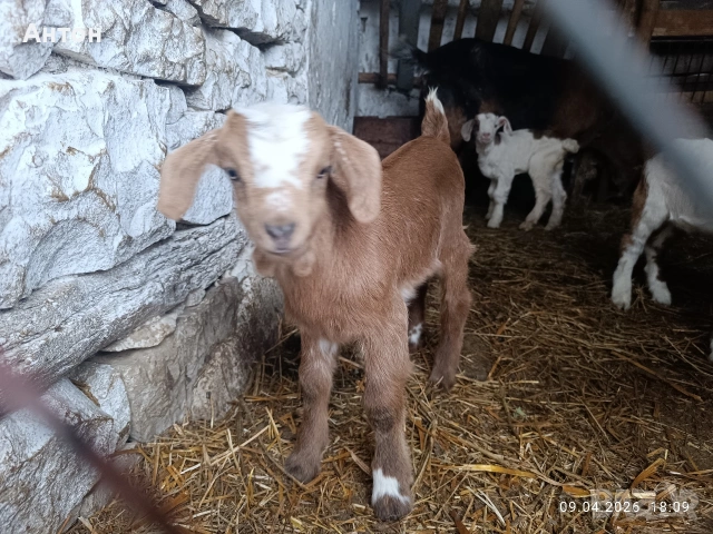 Продавам яренца сукалчета , снимка 2 - Кози - 54150580