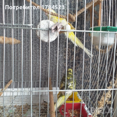 Пойно папагалче младо.