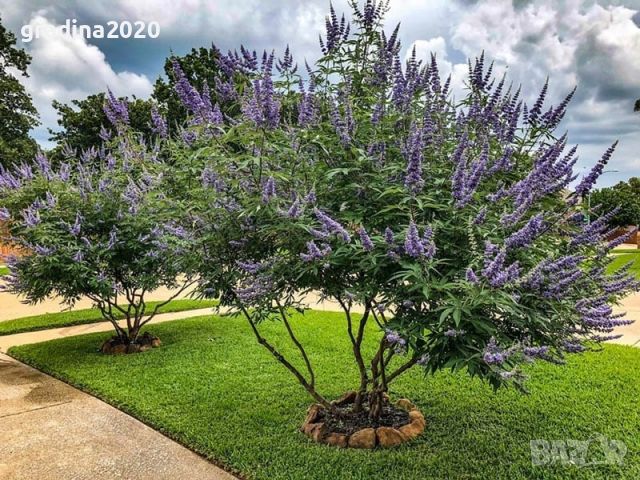 Дърво на целомъдрието (Vitex agnus castus) АВРАМОВО ДЪРВО, ВИТЕКС АГНУС КАСТУС, снимка 9 - Разсади - 46564137