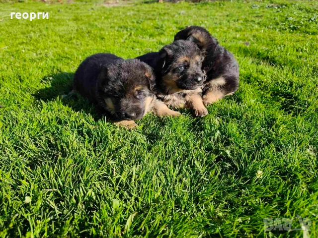 Малки Немски Овчарки, снимка 7 - Немска овчарка - 52824581