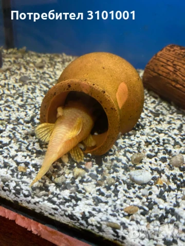 Продавам 1 чифт аниструси 