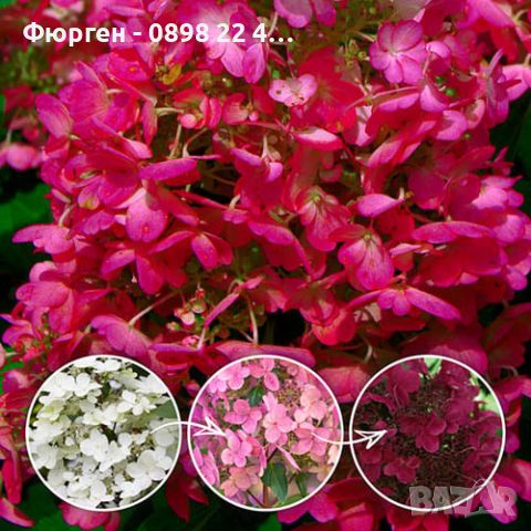 Хортензия paniculata Wim's Red, снимка 4 - Разсади - 46012925