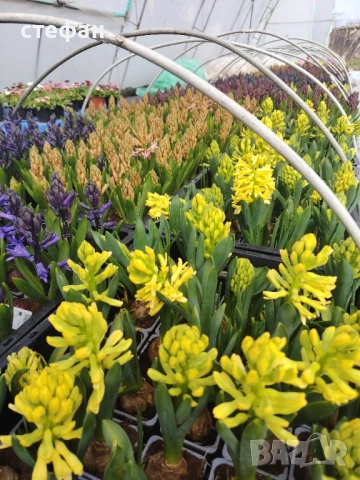 Зюмбюл Иглика Теменужки, снимка 2 - Градински цветя и растения - 53666769