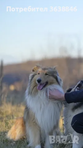 Шотландско овчарка Коли