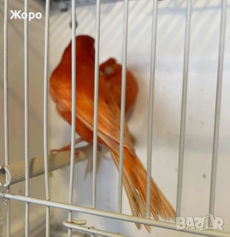 Продавам чифт , снимка 4 - Канари - 52343904