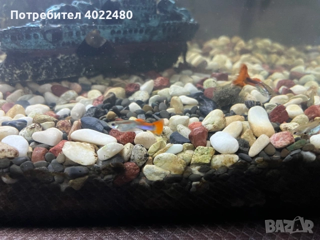 Гупи, снимка 3 - Рибки - 53903708