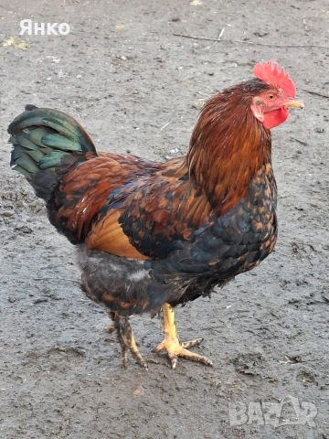 Домашни петли, снимка 2 - Кокошки и пуйки - 52912712