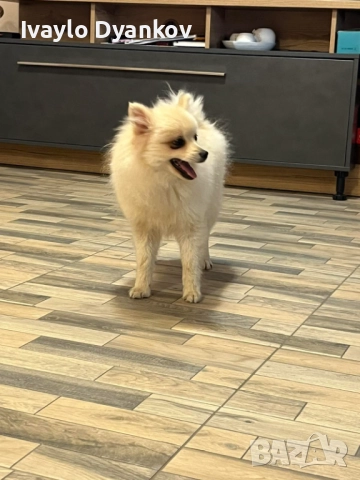 Померанче, снимка 3 - Шпиц - 52891129