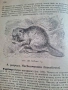 100-годишна антикварна ценност: „Зоология“ (1926) – Изд. Хр. Г. Данов, снимка 8