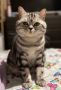 Британски късокосмести котки, снимка 14