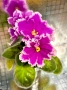 Saintpaulia Сейнтполия Сентполия African Violet Aфриканска теменужка стайна теменужка Фiалка, снимка 2