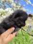пет малки сладур на 45 дена търсят новите си собственици кучен, снимка 1 - Померан - 45334898