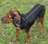 свинар,балканско гонче , снимка 2