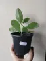 Каланхое, kalanchoe magic bells, снимка 2