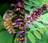 Натурален пчелен мед от Черна акация Аморфа, снимка 2