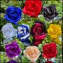 Букет от вечни рози , снимка 1 - Изкуствени цветя - 45304823