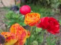 Ранункулус грудки, снимка 1 - Градински цветя и растения - 45341567