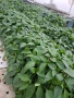 Разсад пепер, снимка 1