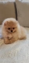 Померан женско мини размер , снимка 1