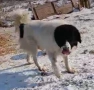 Българско овчарско куче, снимка 2