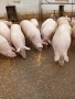 Прасета 6лв/кг, снимка 2