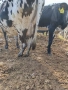 Крава, снимка 2