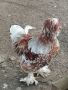 Струмски стандарт, снимка 1 - Кокошки и пуйки - 45187632