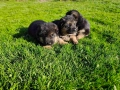Малки Немски Овчарки, снимка 7
