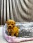 Мини Той Пудел / Mini Toy Poodle, снимка 2