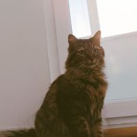 СПЕШНО Търсим Вечен Собственик на Котето Миши, снимка 3 - Други - 45001606