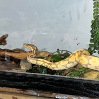 мъжки Кралски питон , снимка 2 - Змии - 45524979