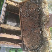 Пчелни семейства , снимка 1 - За пчели - 45602678