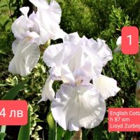 Ириси за продажба -1, снимка 11 - Градински цветя и растения - 45526729