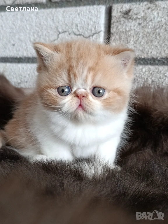 Екзотично късокосместа коте 🐈, снимка 1