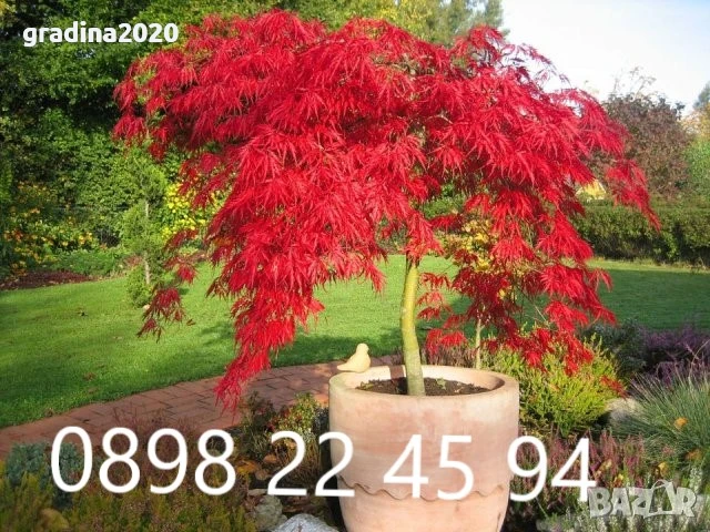 Японски клен - Ацер Студоустойчив Налични 5 вида , снимка 1